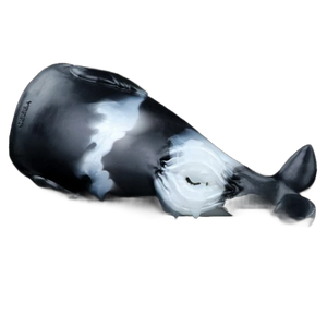 Killer whales Masturbators for men